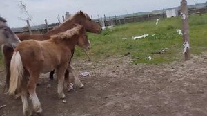 Жеребец взбесился