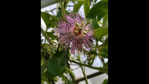 Маракуйя Северная (Passiflora incarnata)