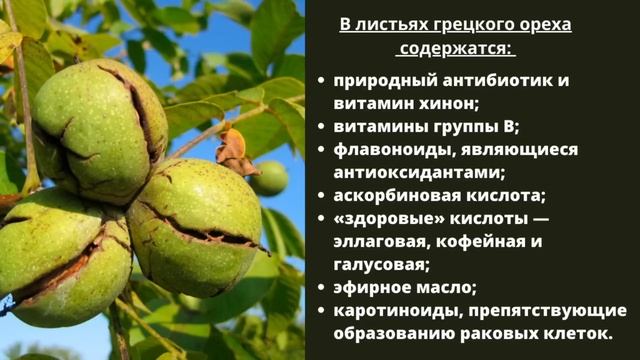 Чем полезен грецкий орех? Полезные свойства грецкого ореха