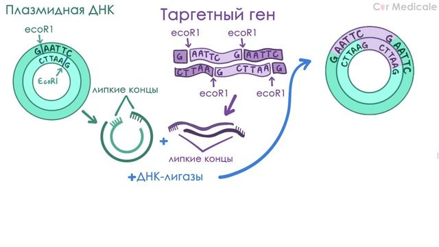 Клонирование ДНК - как и зачем это делают