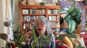 My Prayer Plant (Marantaceae) Collection & Care Tips