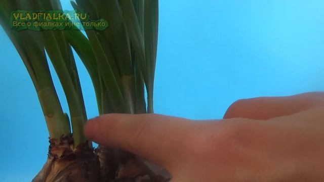 Нарцисс. Выгонка нарцисса. Луковица и цветок. Часть 2. смотреть онлайн