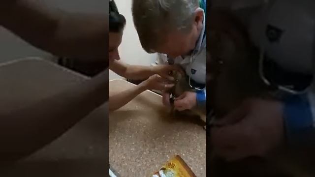 Утро стрелецкой казни или как я сходил к ветврачу??? смотреть онлайн