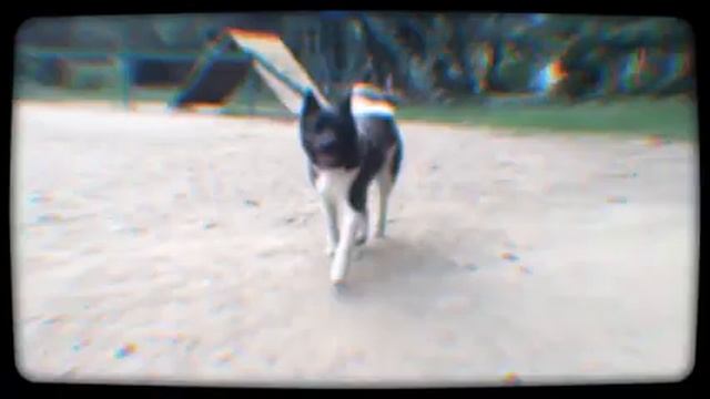 Собачья площадка смотреть онлайн