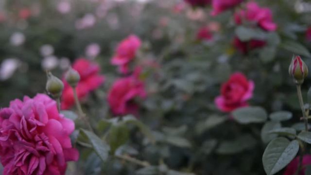 Розы Остина Уильям Шекспир смотреть онлайн