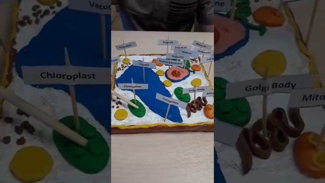 Изготовление модели растительной клетки для визуализации материала на уроке биологии смотреть онлайн