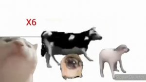 корова танцует под польскую песню на разных скоростях