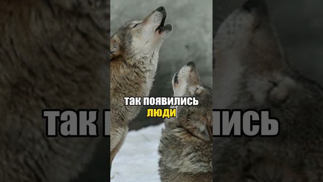 Подпишись, чтобы смотреть на волков чаще 🐺 #ауф