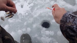 Ротан на пруду | Ловля на мормышку 2022