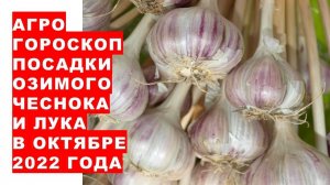 Агрогороскоп посадки озимых чеснока и лука в октябре 2022 года