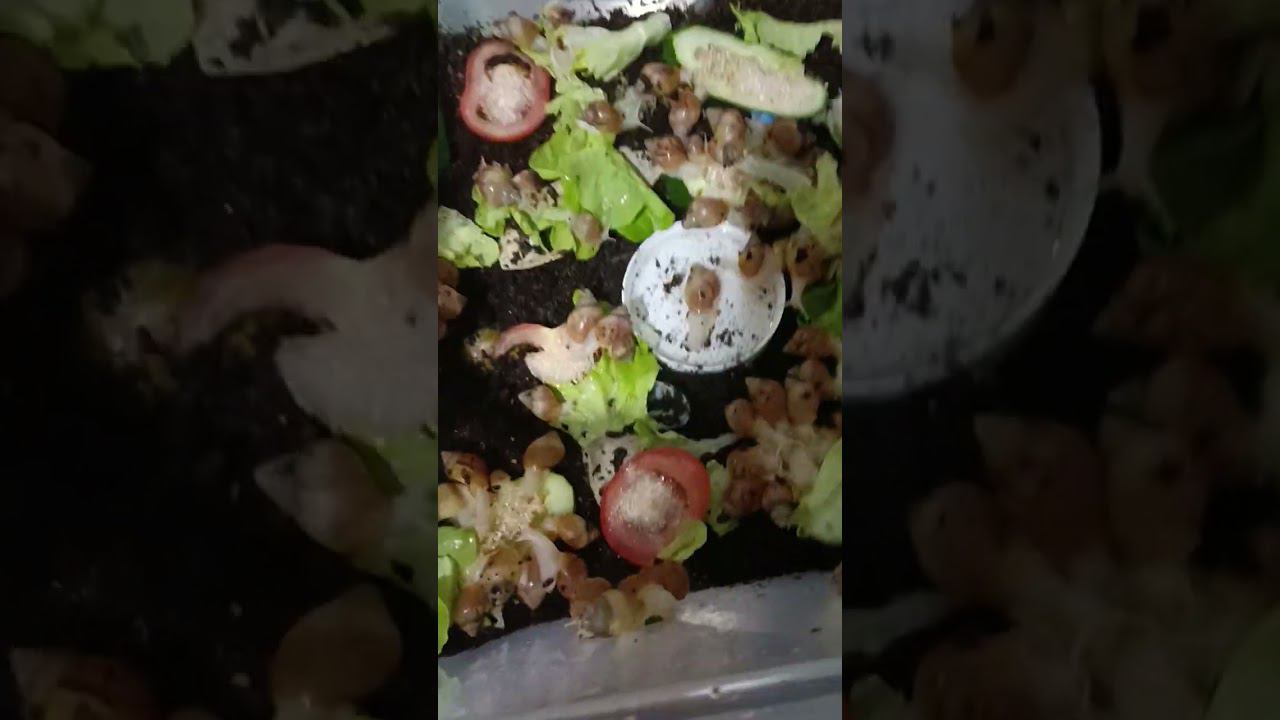 Первая часть ,завтра покажу что съели. смотреть онлайн