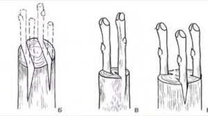 Вишня или ЧЕРЕШНЯ? Что ВЫБРАТЬ для ПОДМОСКОВЬЯ? Прививаем Черешню на Вишню. ТопСад