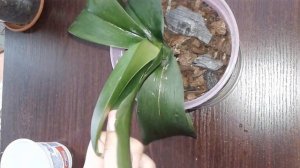 Мой опыт использования янтарной кислоты на орхидеях/ реанимация орхидеи