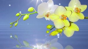 Футаж. Цветы над водой 9