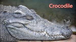 Crocodile: Animals for Children Kids Videos Kindergarten Preschool Learning Toddlers Sounds Songs