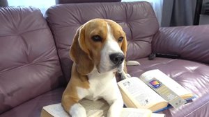 ШЕРЛОК ДОСТАЛ БАТЮ. БРОС ШОУ ПЕТ