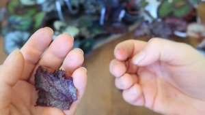 Как размножать бегонии. Размножение бегоний фрагментами листа УЛИТКА. ЛЕГКО и ПРОСТО. Юлия Датта