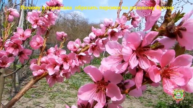 Как получить хороший урожай персика. Почему НЕ НУЖНО обрезать персики по розовому бутону смотреть онлайн