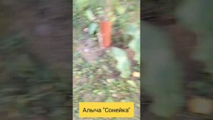 Алыча сорт "Сонейка" или "Солнышко"