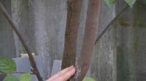 хурма из косточки