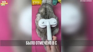 кошка Соня