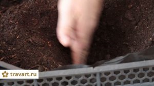 Стевия выращивание. Самое сладкое растение. ТРАВАТ 2103