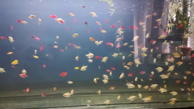 Тернеция белая тернеция красная смотреть онлайн