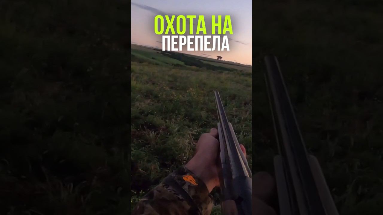 Охота на перепела! Полные видео есть на канале! #охота #перепел #выстрел #охотарыбалка #перепелки