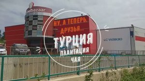 Ну, а теперь, друзья... Турция. Плантация чая.