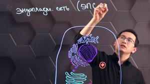 Одномембранные органоиды цитоплазмы. 10 класс.