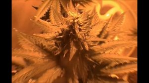 Auto AK Grow & Harvest