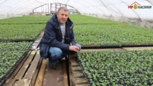 Технология выращивания рассады капусты.