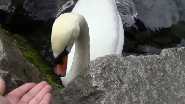 Кормлю значит я лебедя))) смотреть онлайн