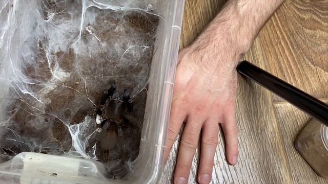 Разведение Centruroides Gracilis. И другие новости