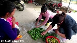 Full video:Pick rambutan fruit,snail,clothes,harvest plums to sell