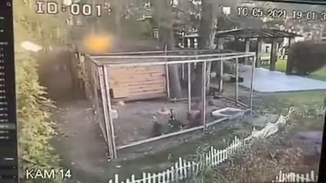 Ласка проникла в курятник певицы Камалии смотреть онлайн