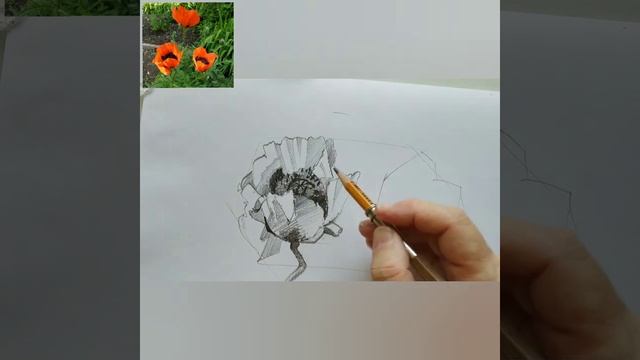 Рисуем маки простым карандашом смотреть онлайн