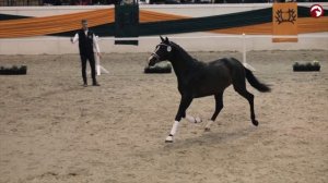 Три правильных аллюра спортивной лошади