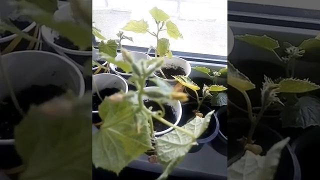 Как вырастить рассаду перца в домашних условиях . смотреть онлайн