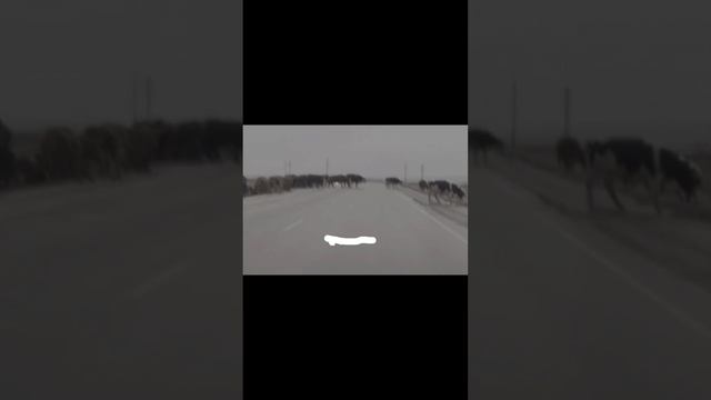 Коровы на льду