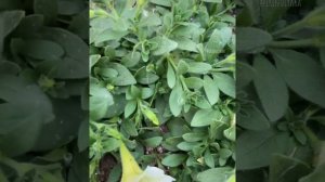 Удобрения для петунии