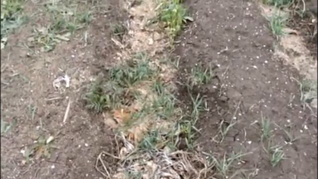 Органический огород осенью. Подготовка к новому сезону. Марценюк Надежда