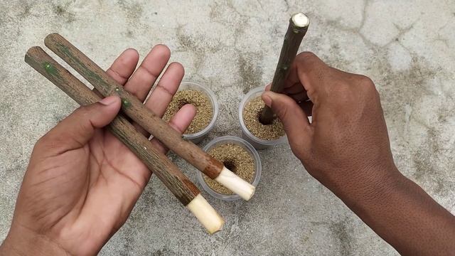 How to propagate mango tree from cuttings || grow mango tree cutting смотреть онлайн