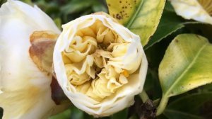 Camellia - young flower close up - March 2018