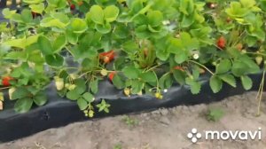 Клубника БРИЛА - ананас на грядке! 🙂😍