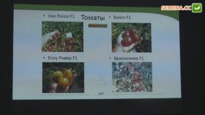 Бинго F1 томат United Genetics семинар 15.11.2016