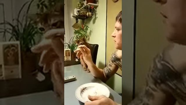 Абиссинский кот завтракает со мной овсянку) смотреть онлайн