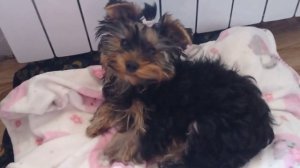 Сколько весит Йорк Тоша в 4 месяца!