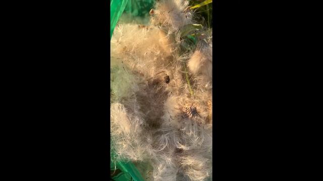 Собираем пух осота для осенних поделок смотреть онлайн
