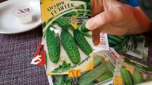 В мае свои огурцы/как посеять ранние огурцы